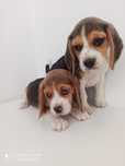 Beagle szczeniak suczka piesek