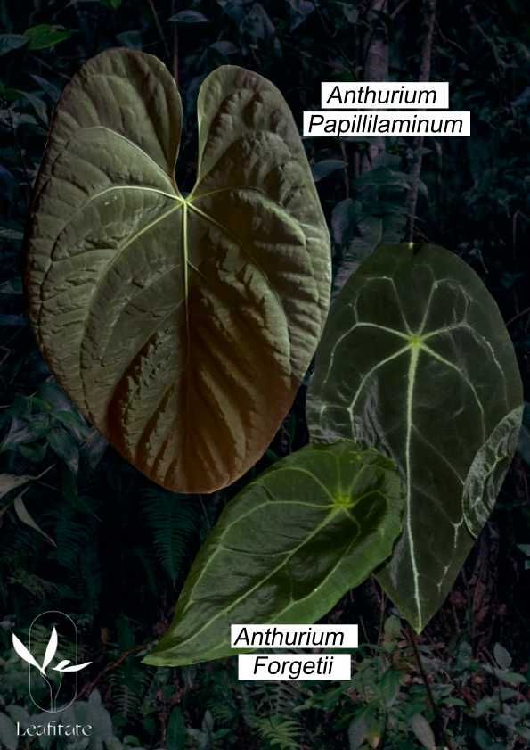 Vendo  Anthurium Papi xone x Red spider