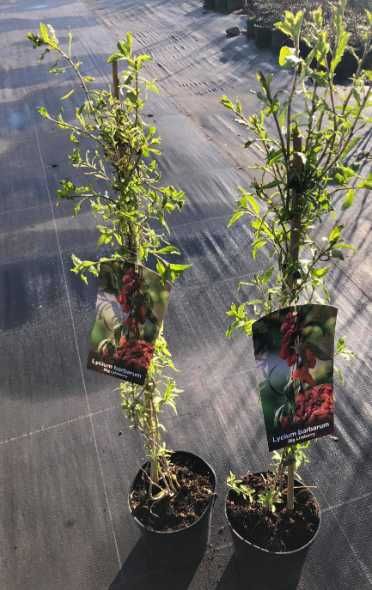 JAGODA GOJI 100cm -3 letnia "Odmiana NEW BIG" i "LYCIUM CHINENSE"