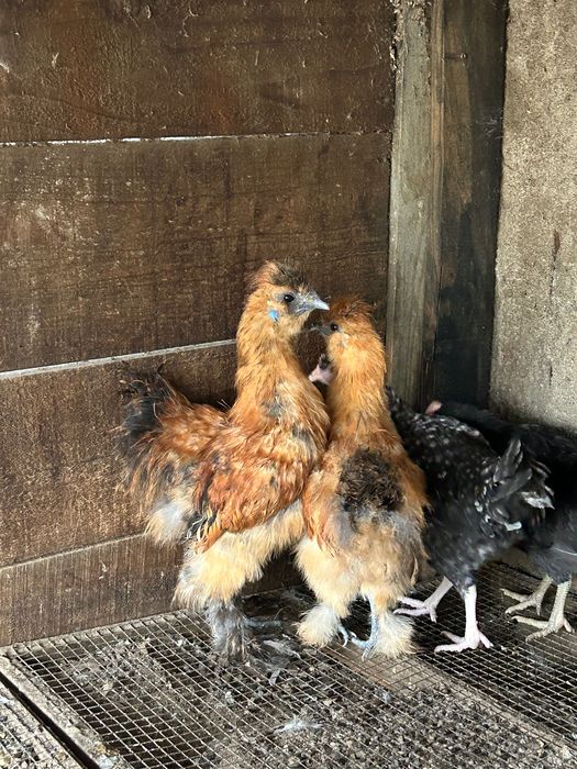 Vendo galos de Sedosas