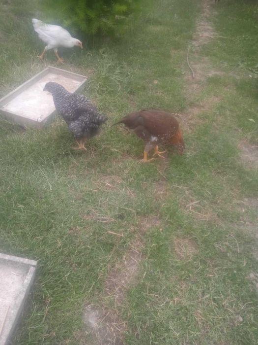 Kury nioski 16 tygodniowe