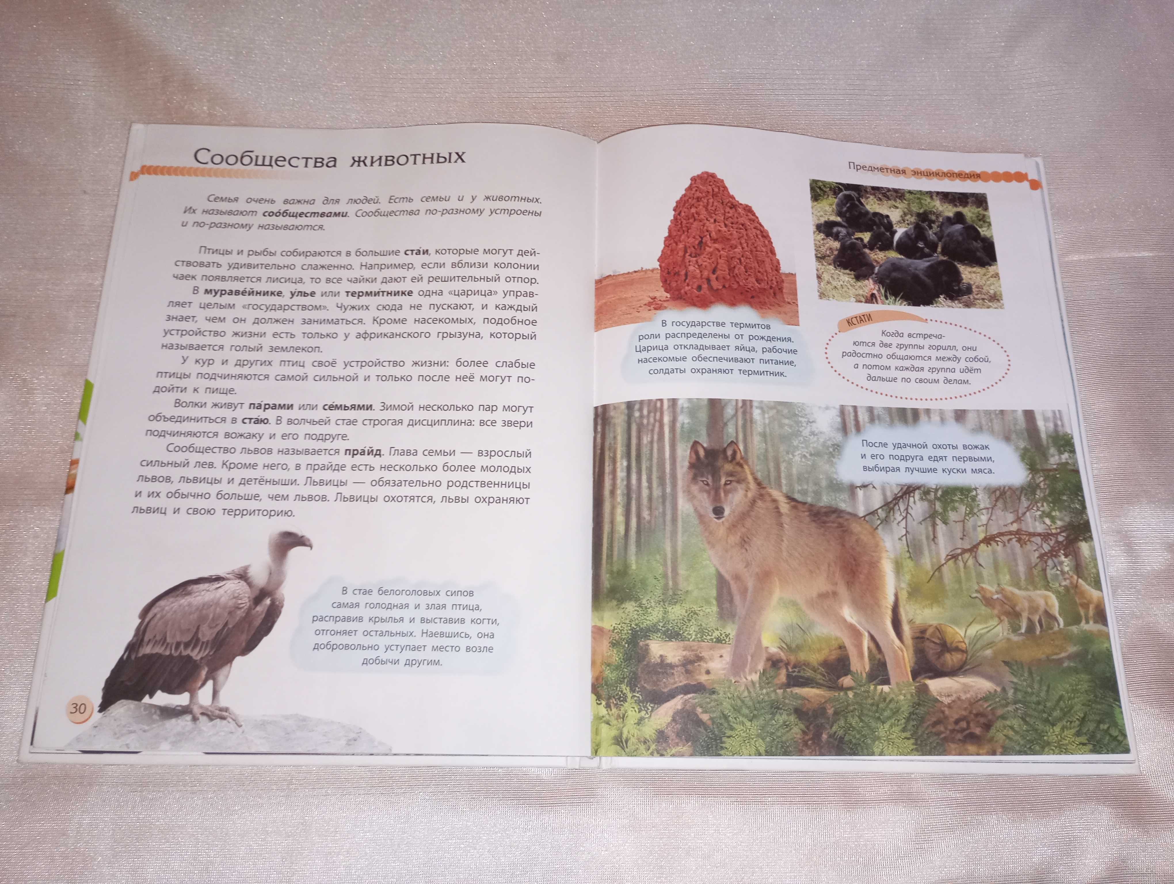 Книга детская Животный мир познаем и исследуем Елена Котенко