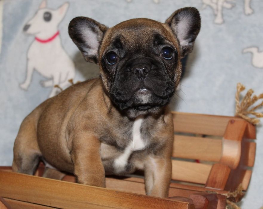 Маленька красуня вкраде ваше серце