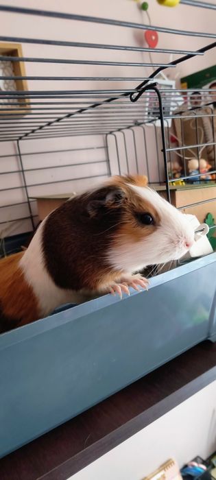 Świnka morska cavia samiec