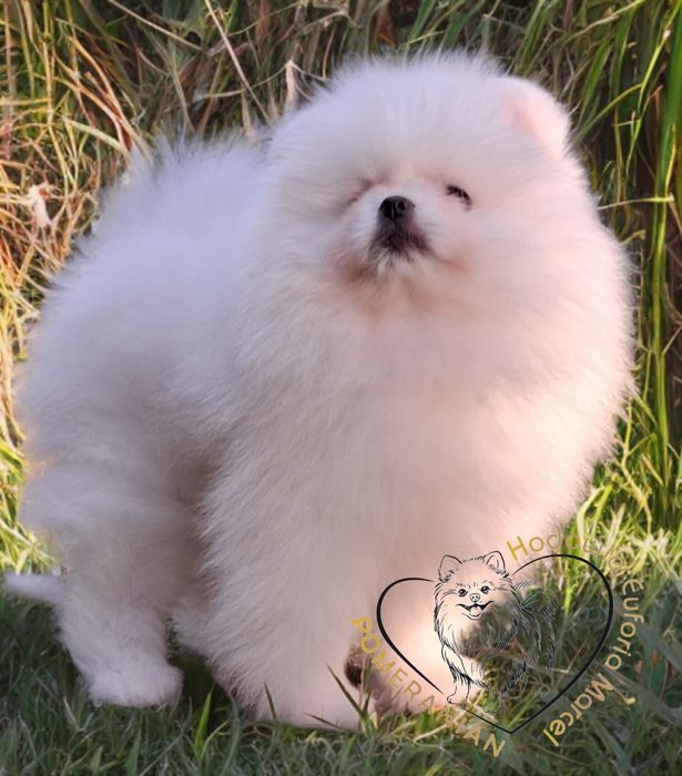 Pomeranian szpic miniaturowy