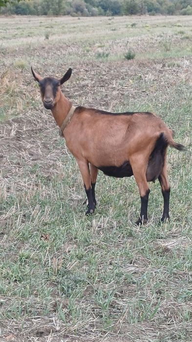 Коза альпійська 100 %. Кітна .
