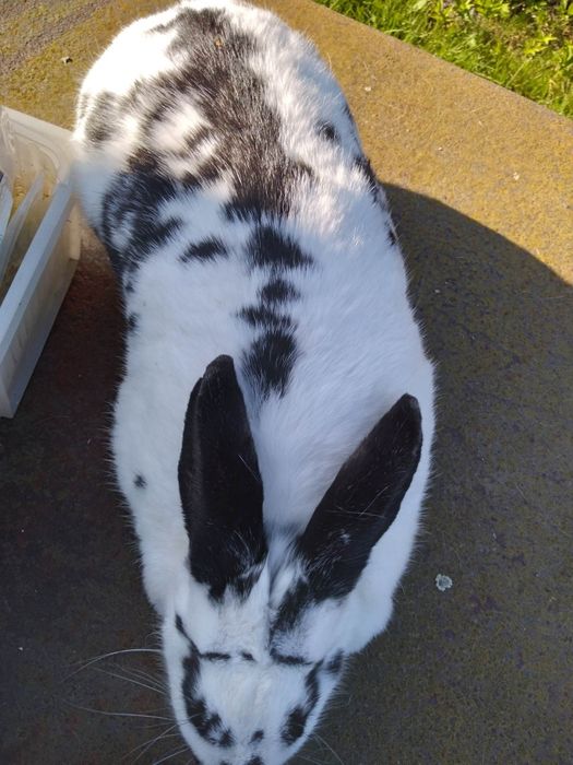 Продам крілицю порода метелик