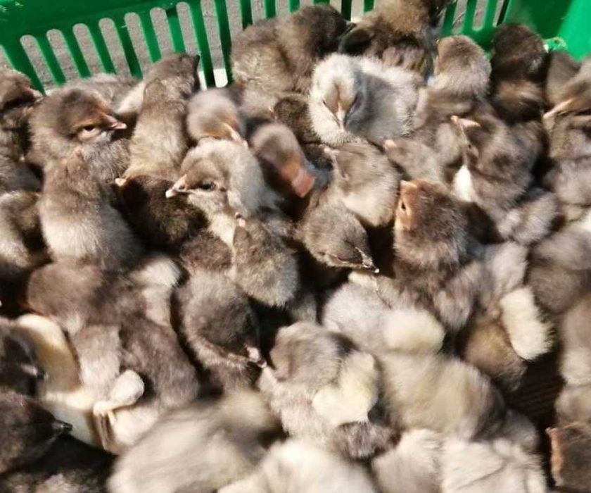 Цыплята, перепелы, корма