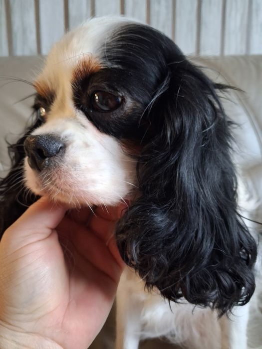 Cavapoo chłopczyk prześliczny  ! Jedyny taki cudny  !