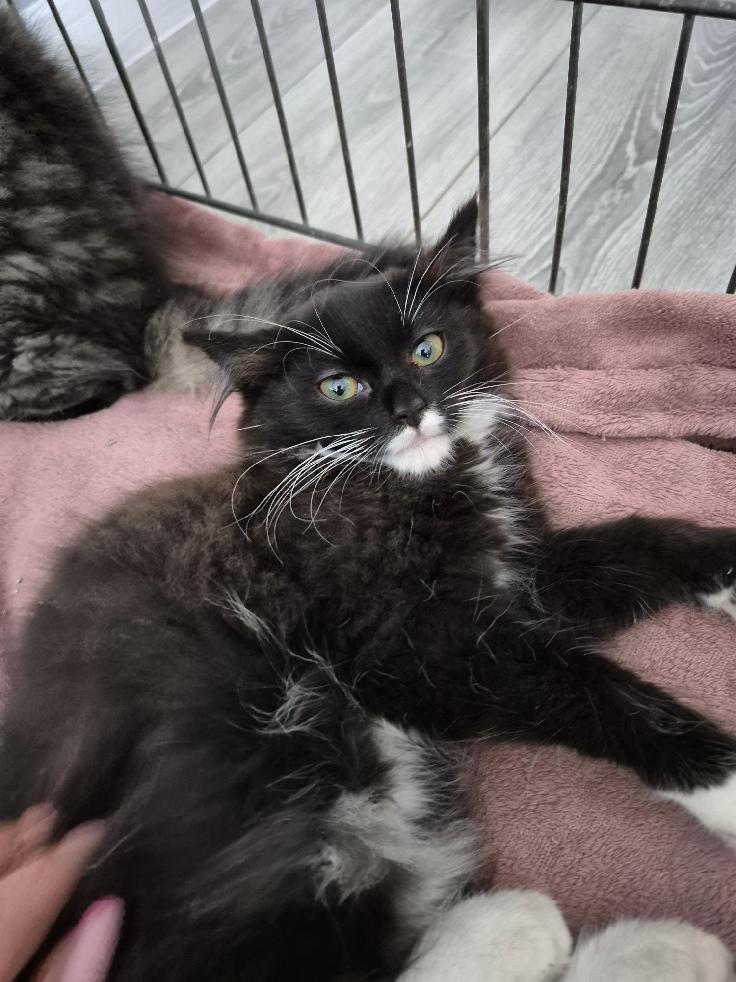 Koteczka do adopcji