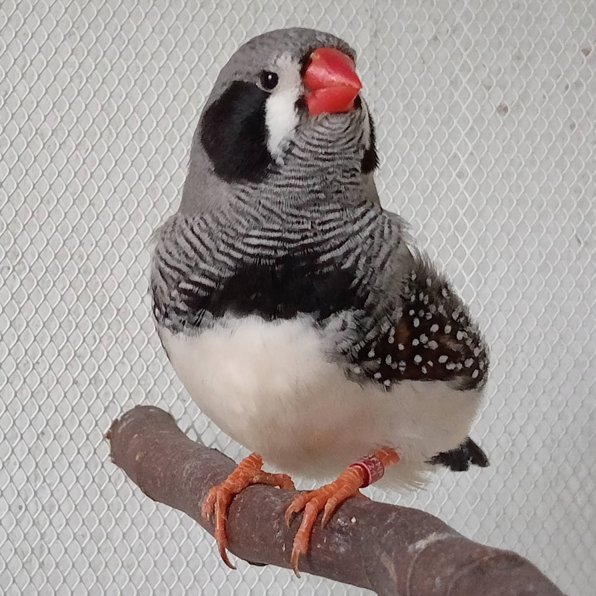 Mandarins de Exposição