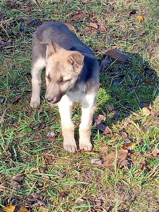 Вівчарка 3 місяці