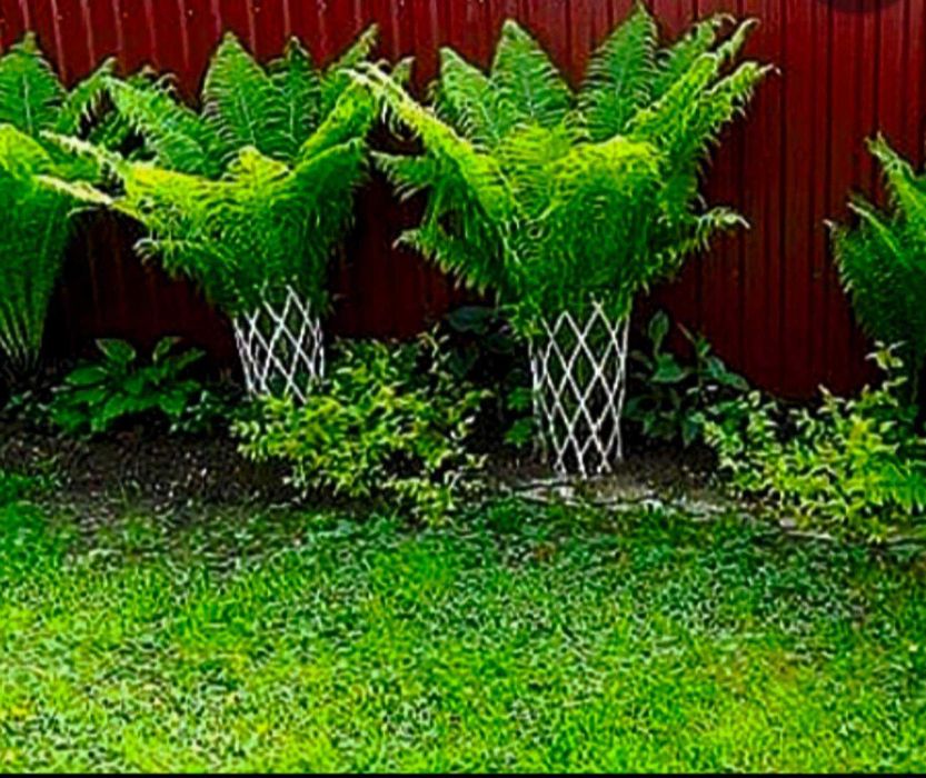 Волжанка (Астильба)Лапчатка(Калган,Перстач)