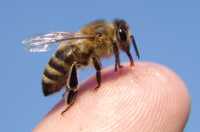 Бджоли, бджолопакети, отводки