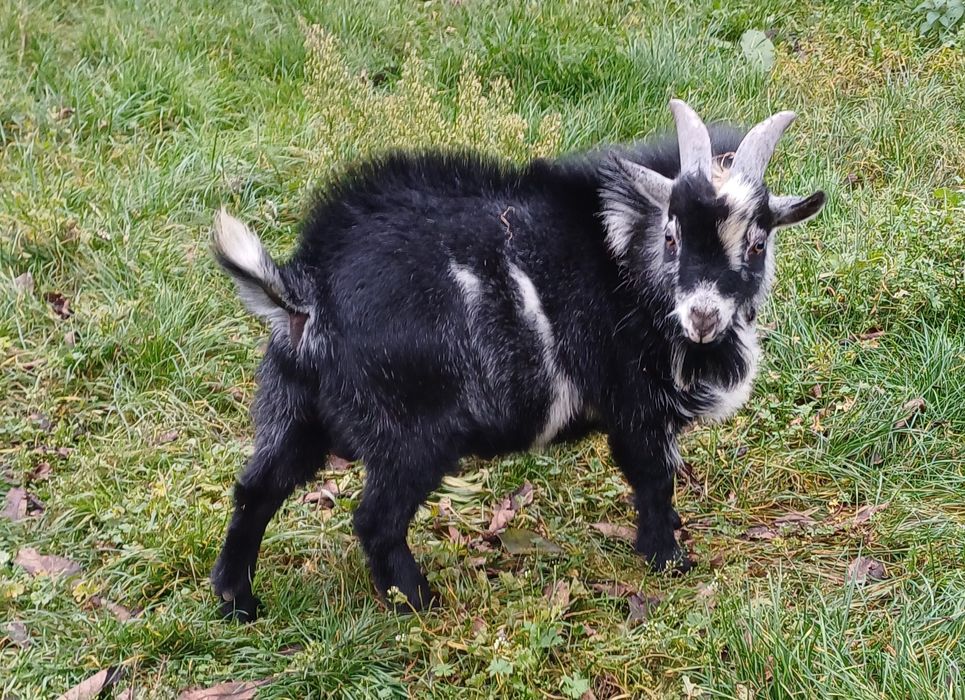 Kozioł miniatura 8 msc