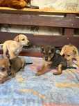 Cão bebé, 1 mês de vida - cãezinhos / cachorros