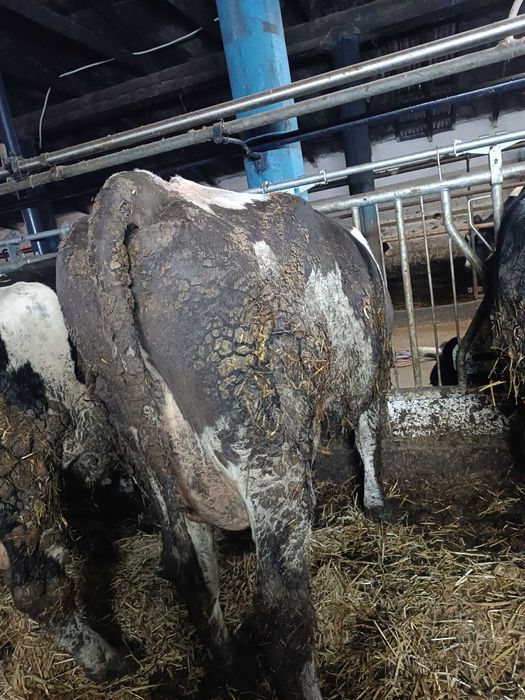 Sprawdzam krowy z mlekiem i jałówki wysokocielne