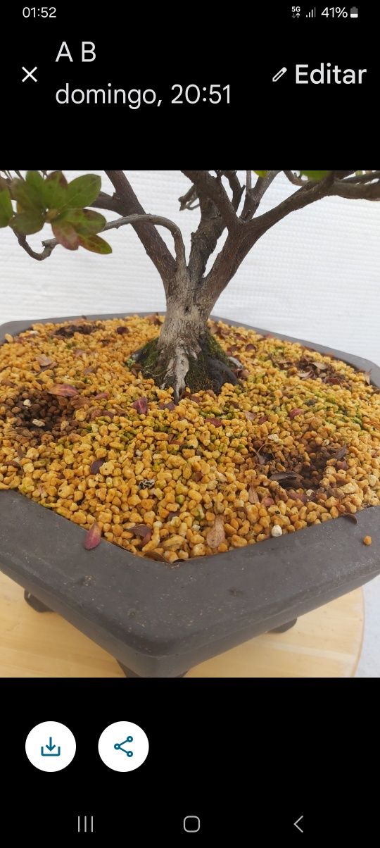 Bonsai Azalea com 12 anos