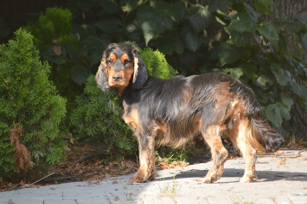cocker spaniel angielski samiec dorosły