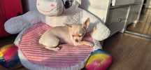 Chihuahua chlopiec