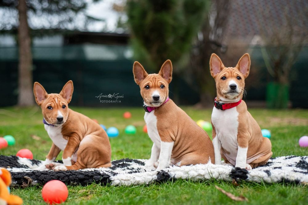 Szczeniata BASENJI z doświadczonej hodowli ZKwP/FCI - ZAPOWIEDŹ MIOTU