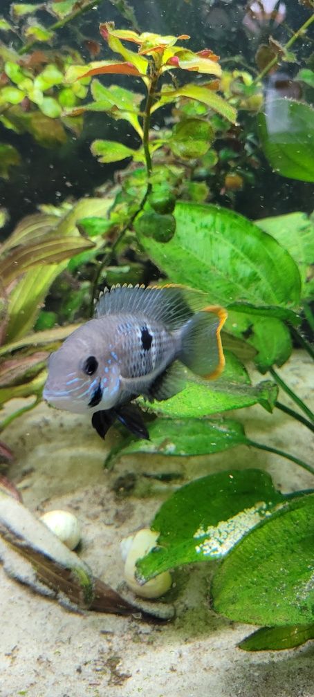 Akara pomarańczowopłetwa samica