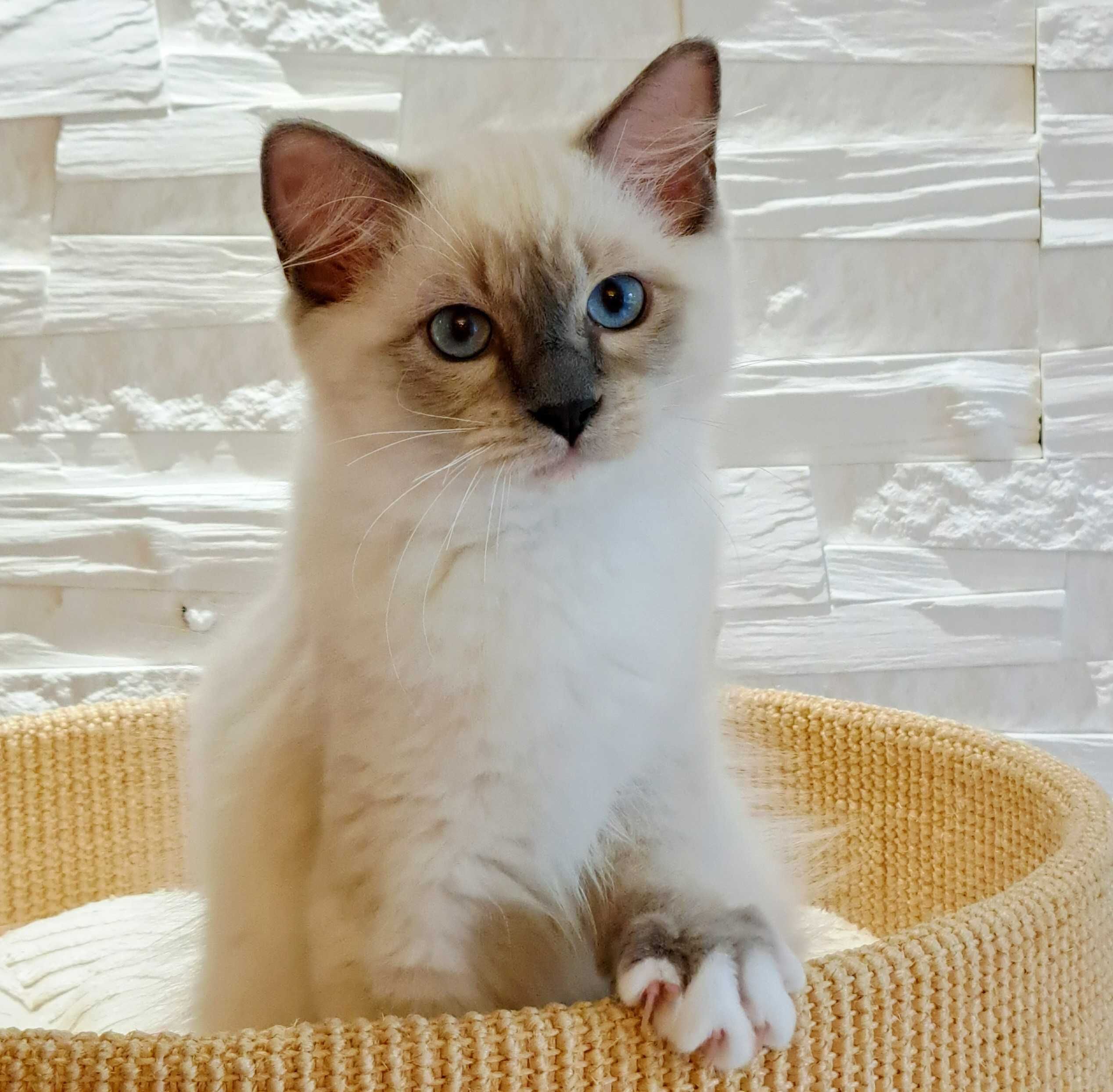 Ragdoll EMILIAN międzynarodowy rodowód FPL, gotowy do odbioru