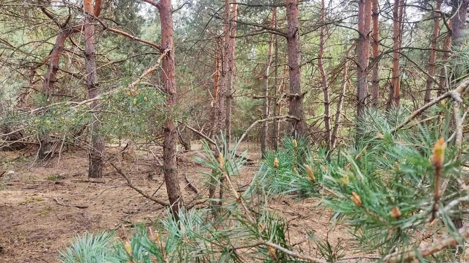 Ексклюзивна ділянка у с.Лебедівка, Вишгородського району.