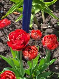 Тюльпани червоні