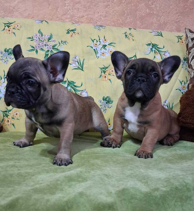 щенки французкий бульдог