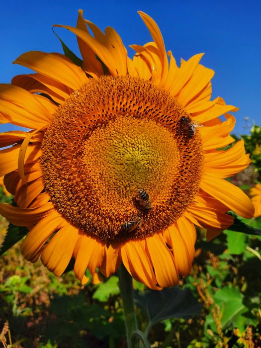 Słonecznik kwiatowy ozdobny nasiona  odmiana Sunspot