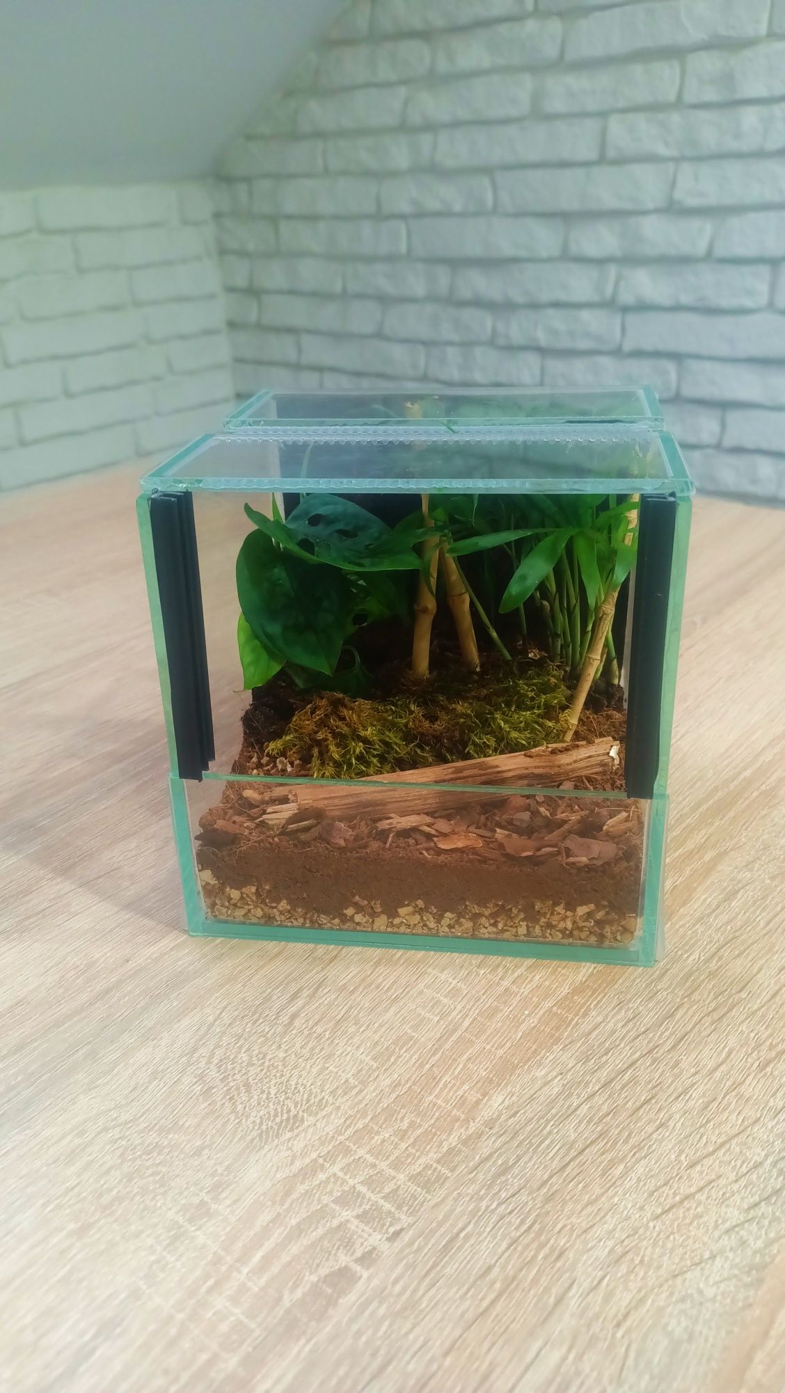 Gotowe Terrarium 15x15x15 Żywe Rośliny+GRATIS