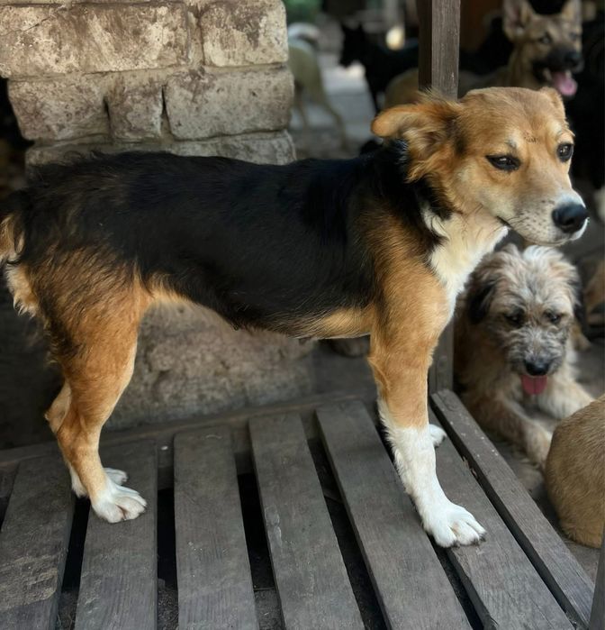 Супер собачка Мила стерилизована