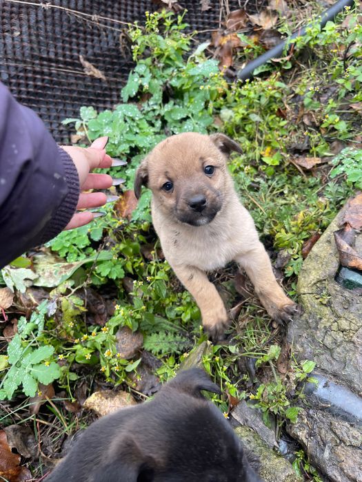 Отдам щенков в добрые руки Новая Дача