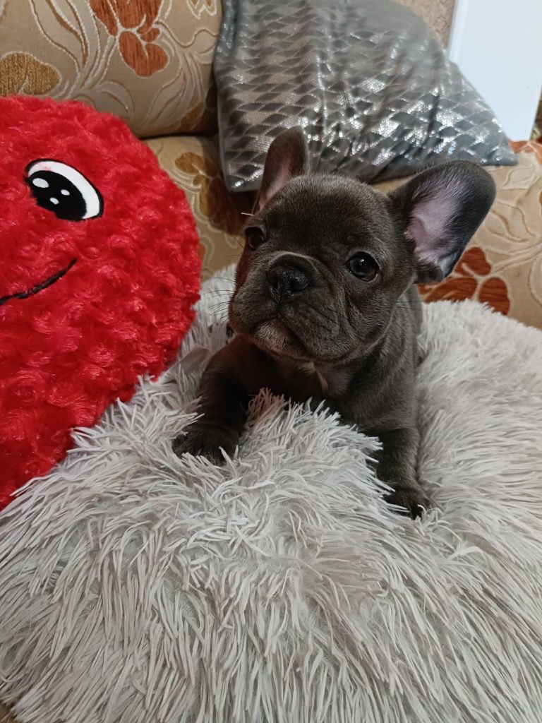 Buldog francuski