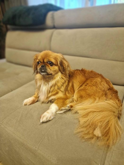 Molly do adopcji sunia w typie pekińczyka