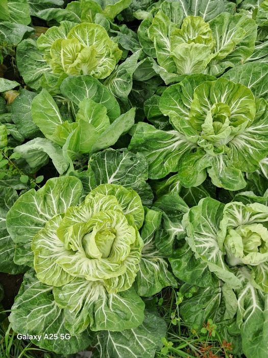 Pencas e Couve galega do Toninho da horta