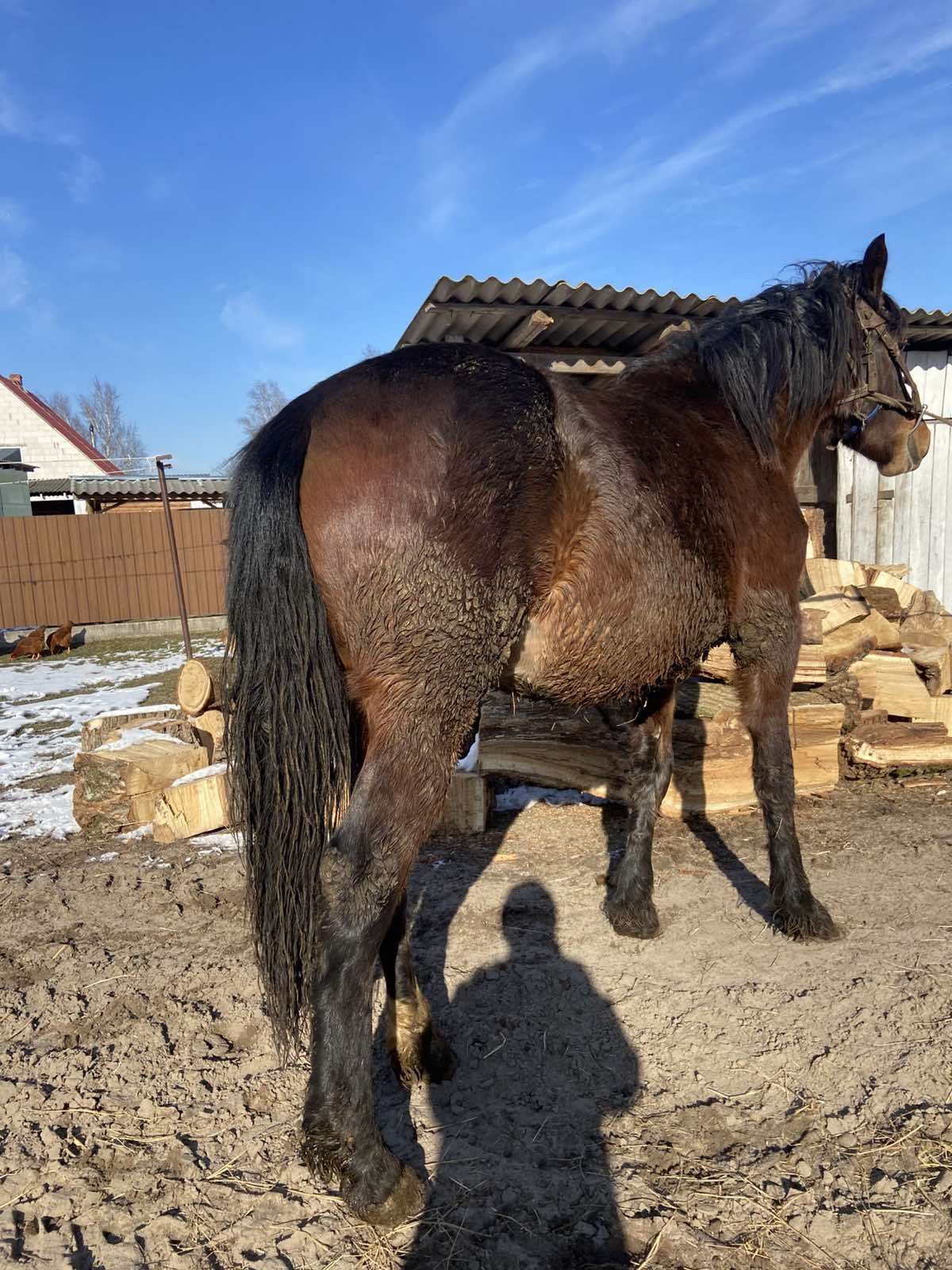 продам кобилу 2 роки