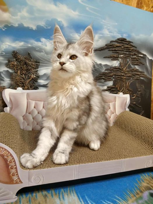 Piekna srebrna kotka Maine coon