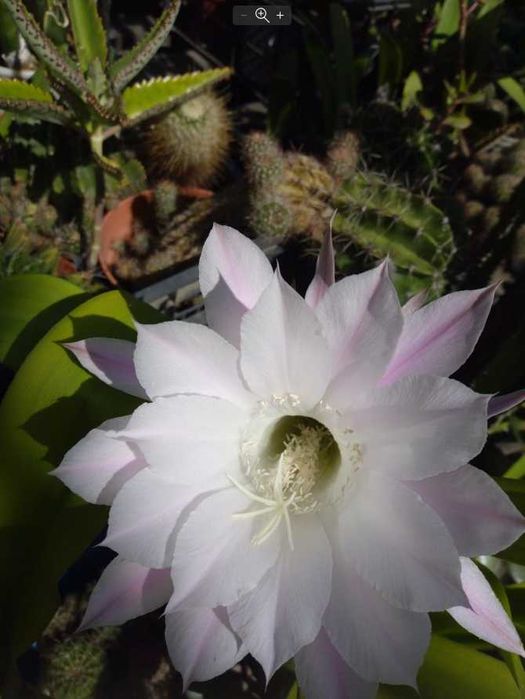 Сукуленти, вирощені в домашніх умовах