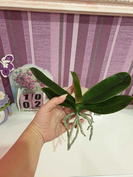 Орхідея Амбер Принцес