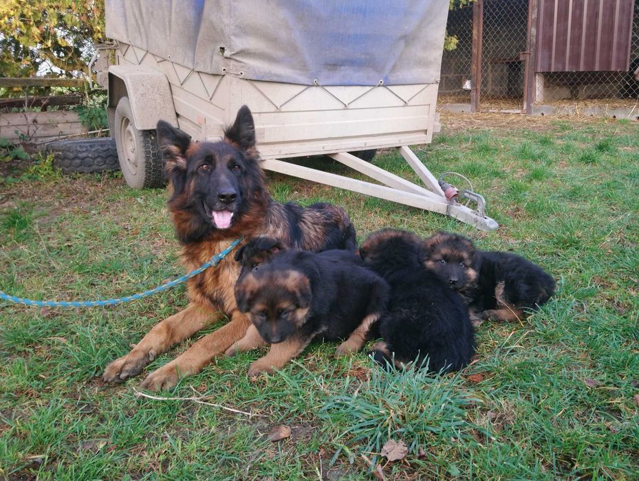 Owczarek niemiecki długowłosy - szczeniak suczka