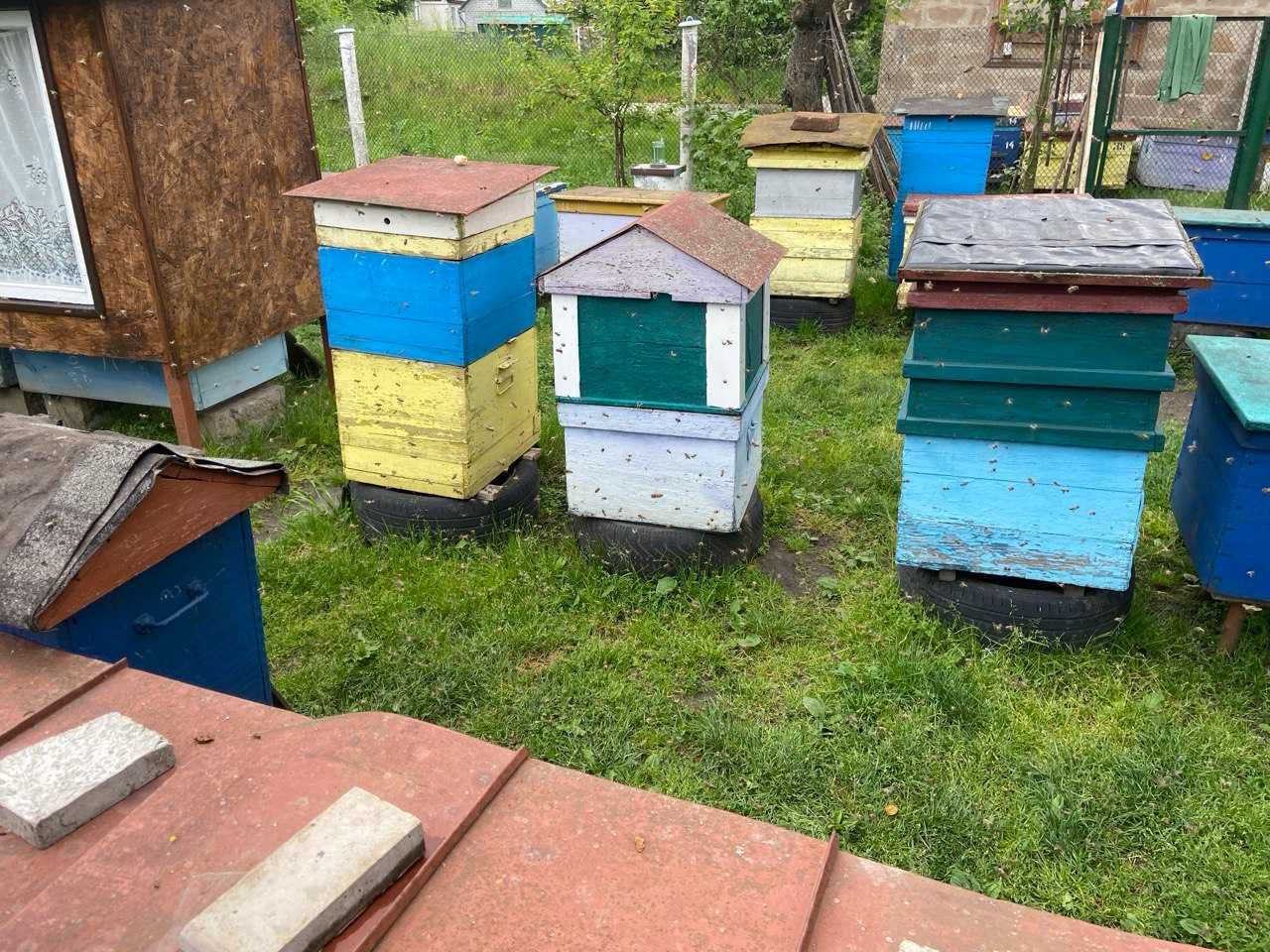 Продаж пасіки (вуликів, бджолосімей і т.д)