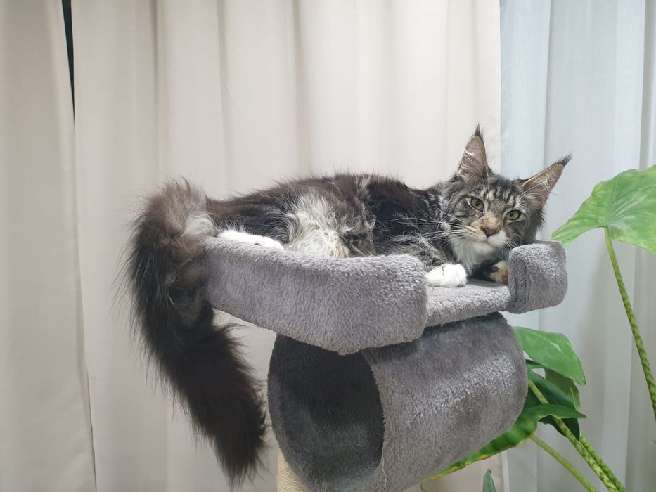 Fêmea  Maine Coon com Lop