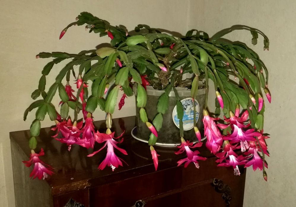 Продам Рождественники