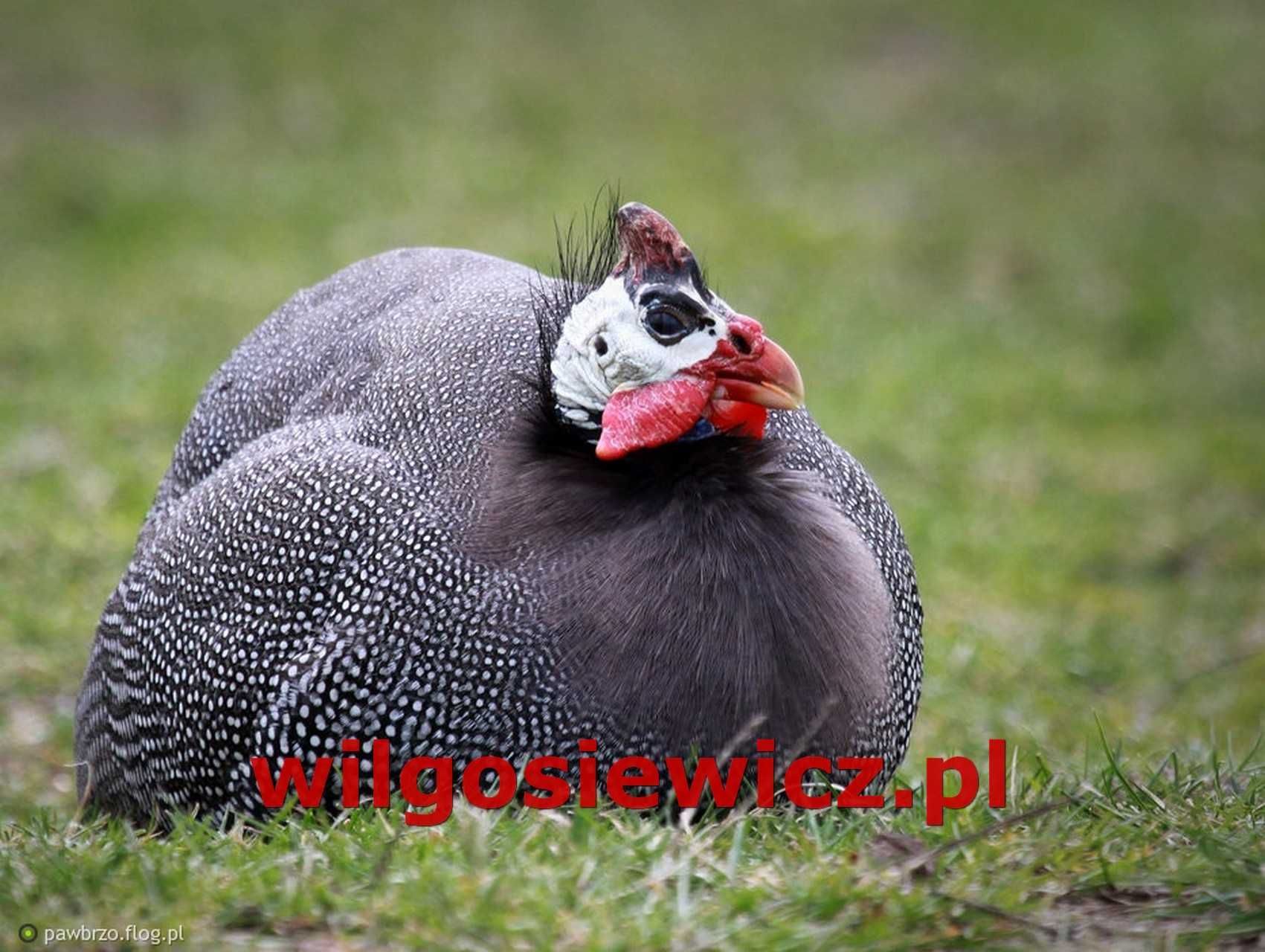 Perliczki młode do odchowu dostawa na miejsce możliwa