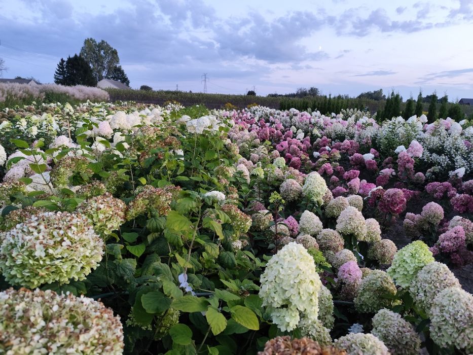Hortensje bukietowe i krzewiaste