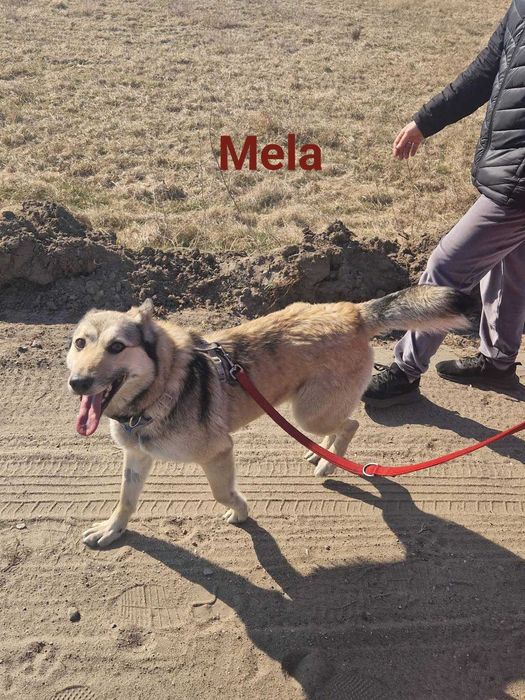 Mela i Lucky - wyrzucone do lasu, czekają w przytulisku na dobre domy