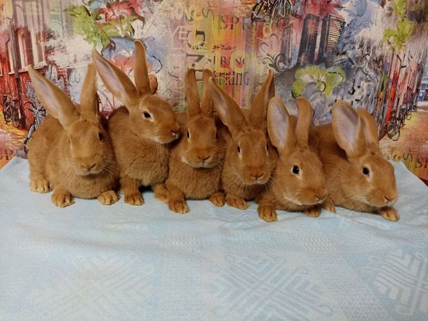 Кролик, кролики, кролі, бургундія
