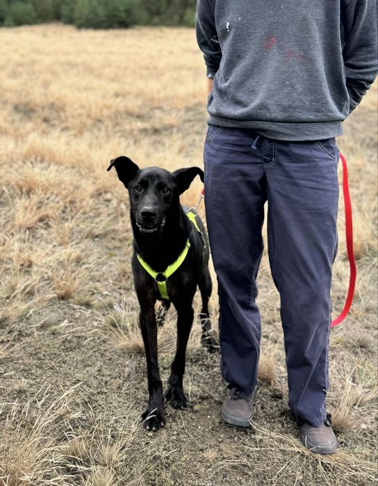 Batman w typie labradora szuka domu. Adoptuj!